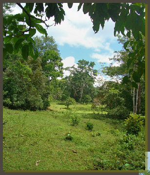  this land is part of a prize winner farm in the centre of the OSa Peninsula, at 15 minutes from the Golfo Dulce beach and few kilometres from the Corcovado National Park. a great real estate for anybody that is looking for a quiet retreat in the nature of the sout Pacific coast of Costa Rica