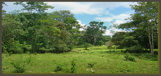 the surface of this land is flat, wih some softly sloped areas and a creek that run throught. Tthis land is part of a prize winner farm in the centre of the OSa Peninsula, at 15 minutes from the Golfo Dulce beach and few kilometres from the Corcovado National Park. a great real estate for anybody that is looking for a quiet retreat in the nature of the sout Pacific coast of Costa Rica