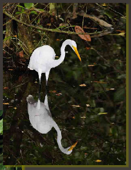  This great egret had been photographed by Giulio Ranalli in a  lagoon on the border of Puerto Jimenez , a place crowded of caimans and a lot of species of birds, a nesting site for Cow egrets and White ibis, two spwecies of bird quite commons in the Osa Peninsula, in the south Pacific coast of Costa Rica