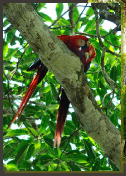  A couple of Scarlet macaw is spending some time taking carte of each other feathers, while is perching onthe branches of a tal Chilamate, a tree of the Ficus family, that grows easya nd fast along the coast of the Osa PEninsula inthe South Pacific Area of Costa Rica.